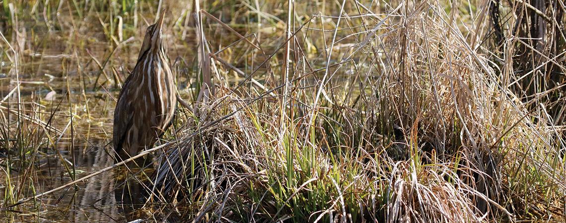 American bittern