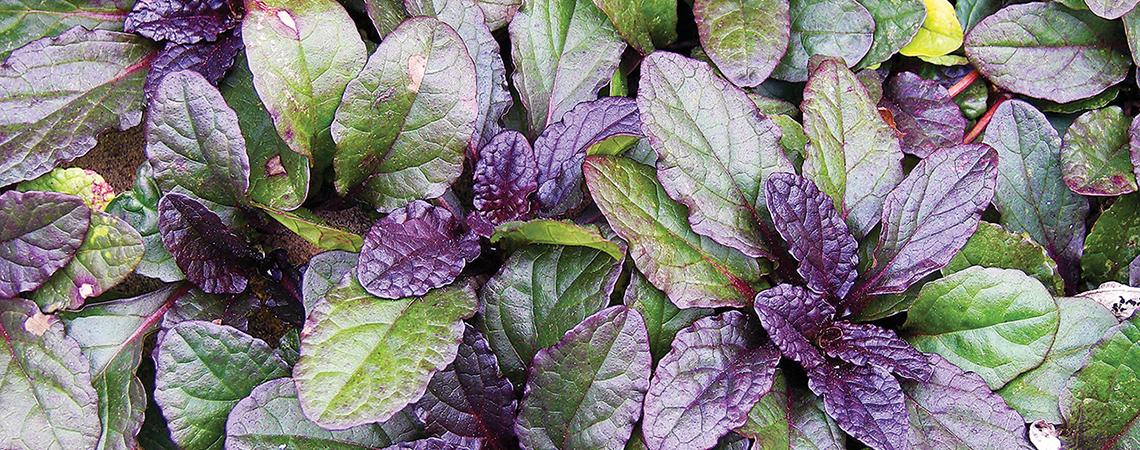 Bugle weed