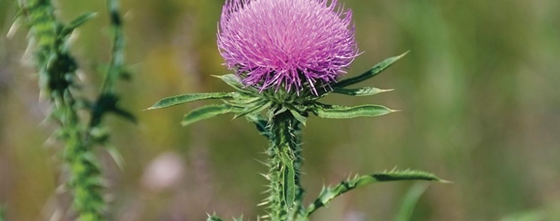 Milk thistle