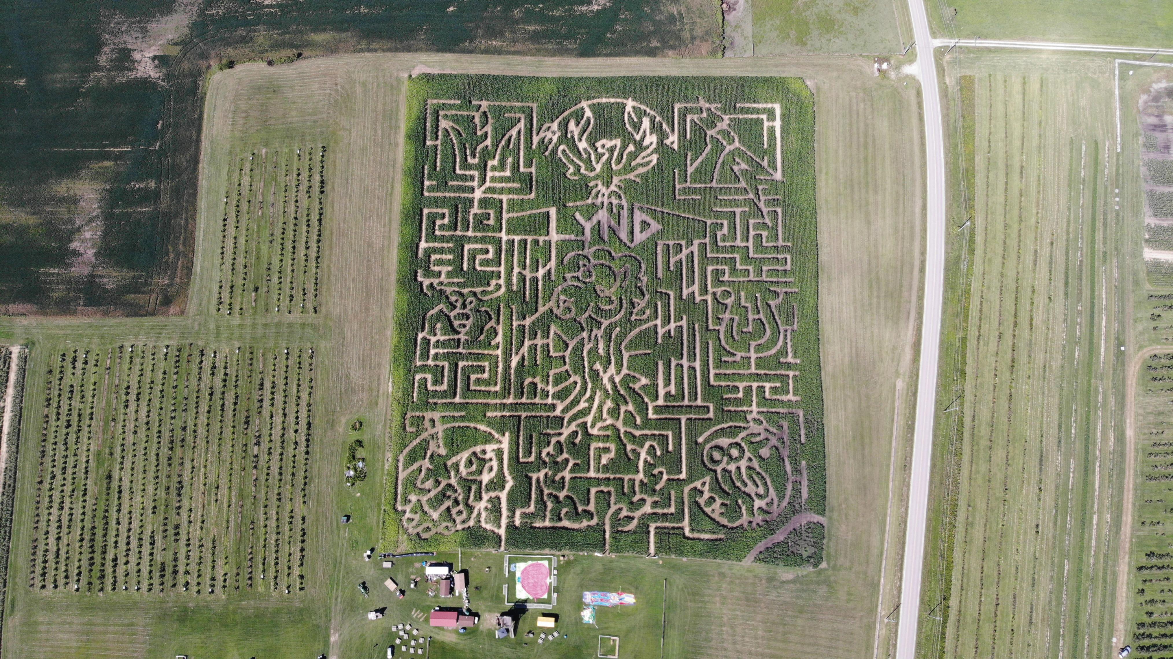The maze at Lynd Fruit Farm is planted using a GPS device, rather than cut into the field after it grows (photo courtesy Lynd Fruit Farm).