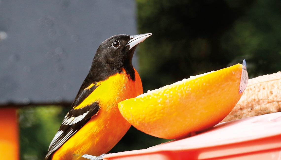 Here are some surefire ways to lure Ohio’s orioles to your feeder.