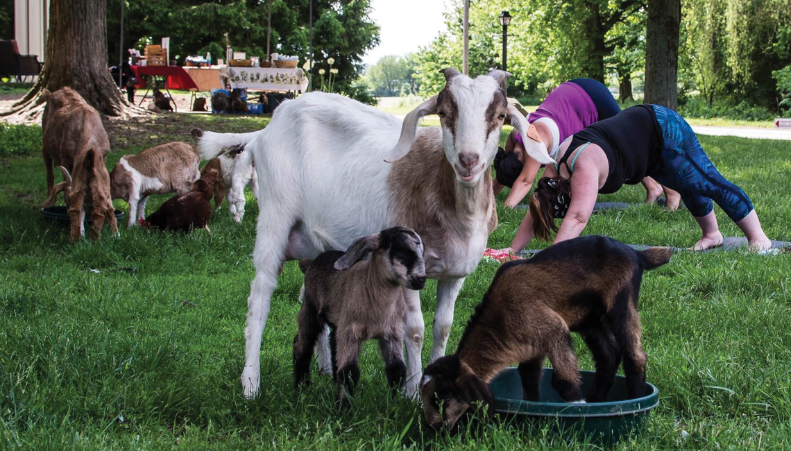 Animals enhance yogis’ connection to the land during classes at member’s farm.
